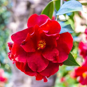 Camélia classique - Camellia Royal Velvet