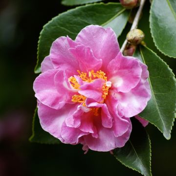 Camélia d automne - Camellia sas. Showa no Sakae