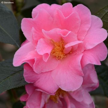 Camélia reticulé China Lady - Camellia reticulata