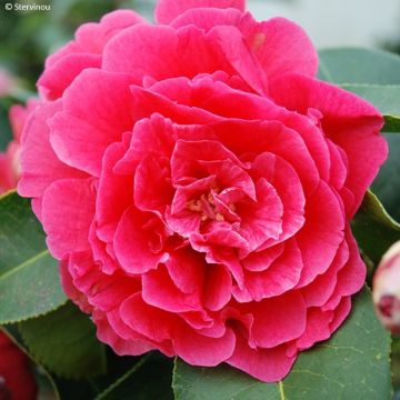 Camélia réticulé Larry Piet - Camellia reticulata