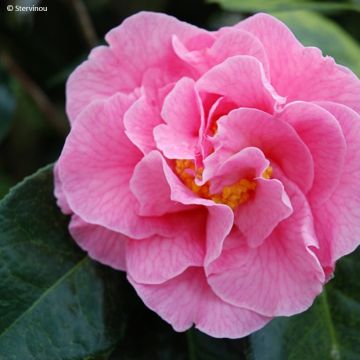 Camélia réticulé Lasca Beauty - Camellia reticulata