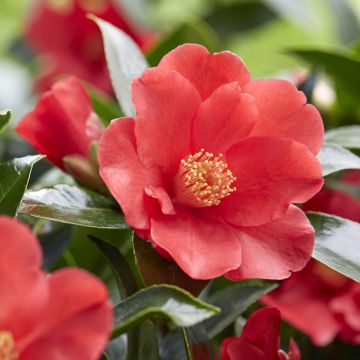 Camelia Fiesta Grande - Camellia (x) reticulata