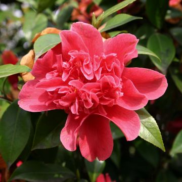 Camélia Bob Hope - Camellia japonica