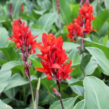 Canna edulis - Canna comestible, Balisier rouge