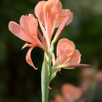 Canna Erebus - Balisier aquatique géant