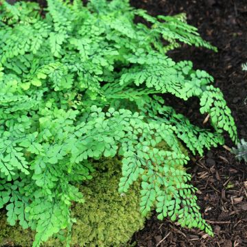 Capillaire élégante - Adiantum venustum