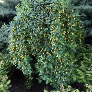 Caragana arborescens Pendula - Caraganier de Sibérie pleureur