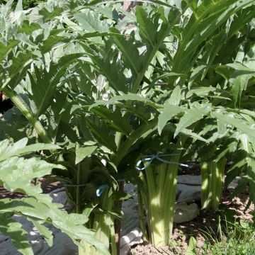 Cardon rouge d'Alger - Cynara cardunculus