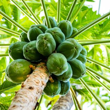 Carica papaya- Papayer