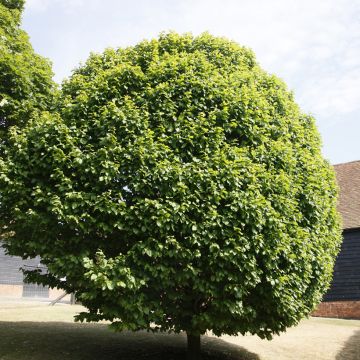 Carpinus betulus Fastigiata Monument - Charme commun fastigié