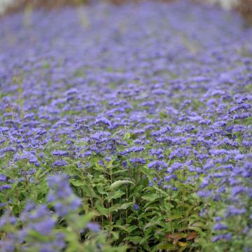 Caryopteris Grand Bleu® - Spirée bleue, Barbe-bleue