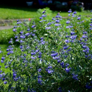 Caryopteris x clandonensis Heavenly Blue