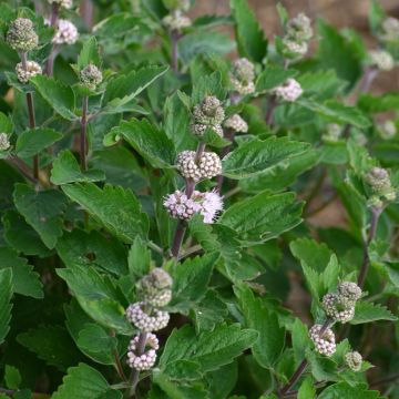 Caryopteris clandonensis Stephi - Spirée bleue