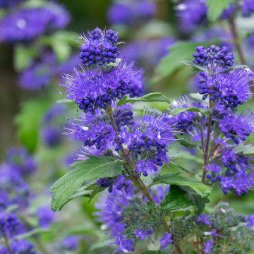 Caryopteris x clandonensis Blauer Spatz (Oiseau Bleu)