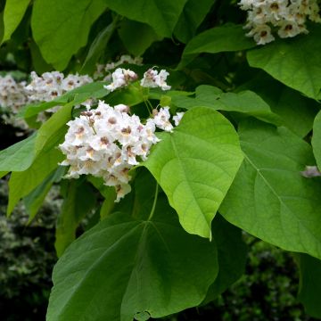 Catalpa bignonioides - Catalpa commun