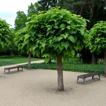 Catalpa bignonioides Nana - Catalpa boule