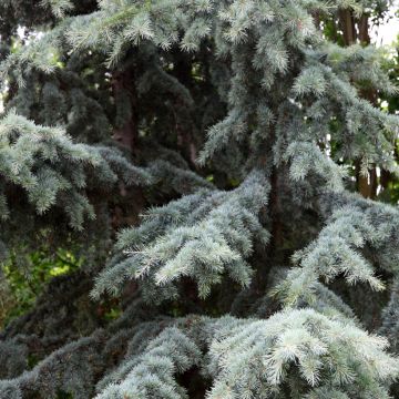 Cèdre de l'Himalaya - Cedrus deodara