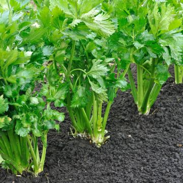 Céleri à côtes plein Blanc Doré Chemin 2 - Apium graveolens