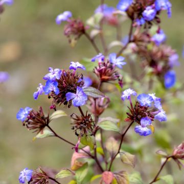 Ceratostigma willmottianum - Dentelaire