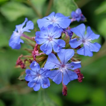 Ceratostigma willmottianum Forest Blue - Plumbago de Willmott