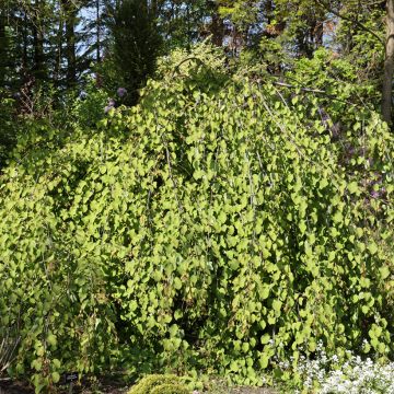 Cercidiphyllum japonicum Pendulum - Arbre à caramel pleureur