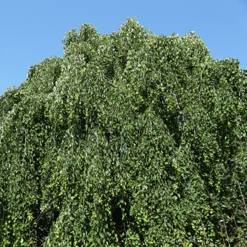 Cercidiphyllum japonicum Pendulum - Arbre à caramel pleureur