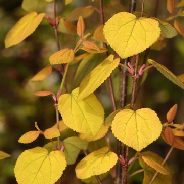 Cercidiphyllum japonicum Glowball - Arbre à caramel 