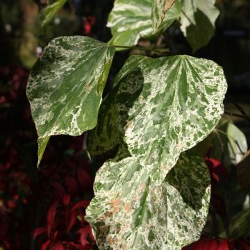 Cercis canadensis Alley Cat - Gainier du Canada 