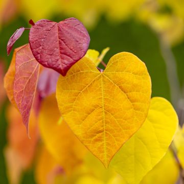 Cercis canadensis Eternal Flame - Gainier du Canada 