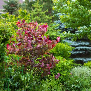 Cercis canadensis Forest Pansy - Arbre de Judée