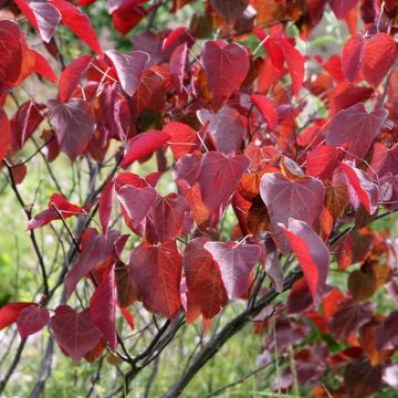 Cercis canadensis Forest Pansy - Arbre de Judée