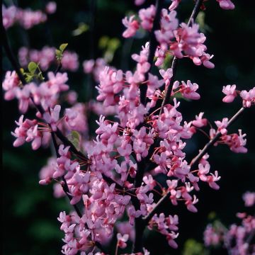 Cercis canadensis - Gainier du Canada