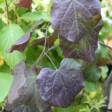 Cercis canadensis Ruby Falls - Arbre de Judée pourpre pleureur.