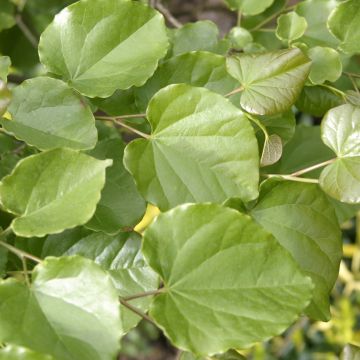 Cercis canadensis Traveller - Arbre de Judée nain, pleureur.