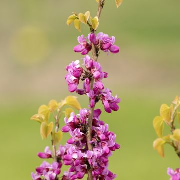 Arbre de Judée - Cercis siliquastrum