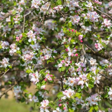 Cerisier à fleurs - Prunier myrobolan - Prunus cerasifera