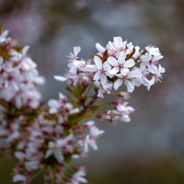 Cerisier à fleurs - Prunus Pandora