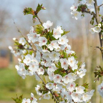 Cerisier à fleurs - Prunus Umineko