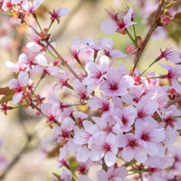 Cerisier à fleurs - Prunus hillieri Spire