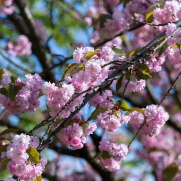 Cerisier à fleurs - Prunus serrulata Pink Perfection