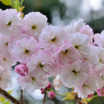 Cerisier à fleurs - Prunus serrulata Shirofugen