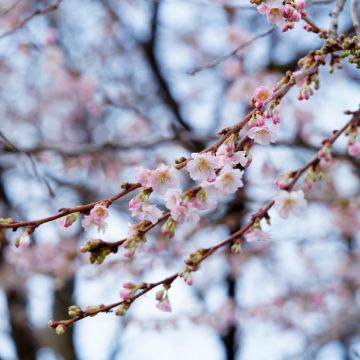 Cerisier à fleurs d'automne - Prunus subhirtella Autumnalis Rosea 