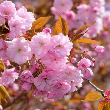 Cerisier à fleurs du Japon - Prunus serrulata Kanzan