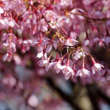 Cerisier à fleurs du Japon nain - Prunus incisa Paean