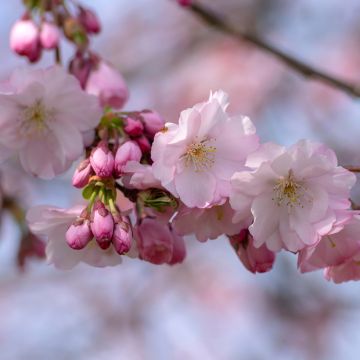 Cerisier du Japon - Prunus Accolade