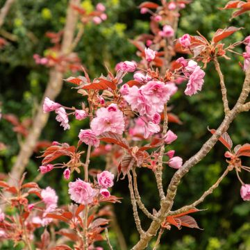 Cerisier du Japon - Prunus serrulata Royal Burgundy