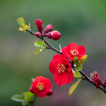 Chaenomeles superba Nicoline - Chaenomeles superba