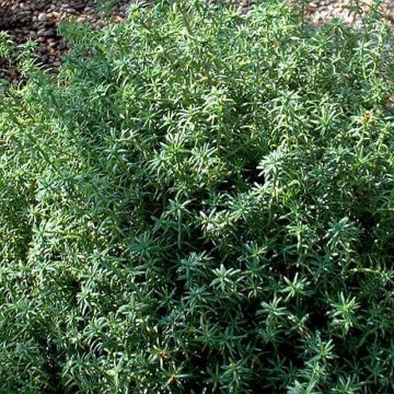 Chamaecyparis pisifera Tsukumo - Cyprès Sawara                 