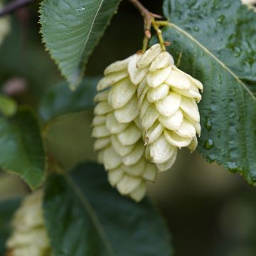 Charme houblon - Ostrya carpinifolia