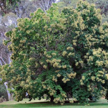 Châtaignier Maraval - Castanea sativa